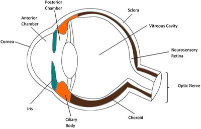 The Cellular Composition of the Uveal Immune Environment